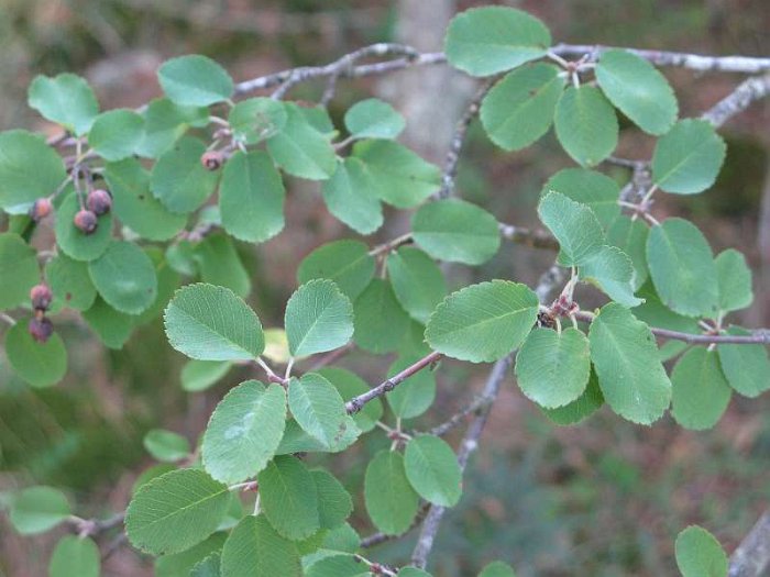 Amelanchier ovalis (2)